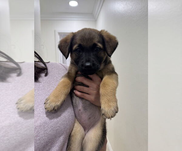 Medium Photo #2 Shepradors Puppy For Sale in Dana Point, CA, USA