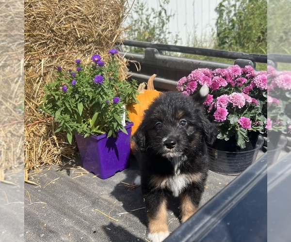Medium Photo #29 Aussiedoodle Puppy For Sale in RUSSELL, IA, USA