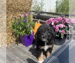 Small Photo #29 Aussiedoodle Puppy For Sale in RUSSELL, IA, USA