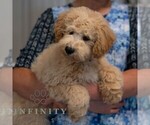 Small #5 Poochon