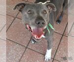 Small #8 Labrador Retriever Mix