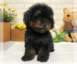 Small Photo #6 Poodle (Toy) Puppy For Sale in SAN JOSE, CA, USA