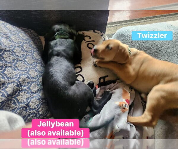 Medium Photo #2 Labrador Retriever-Unknown Mix Puppy For Sale in Alexander, AR, USA