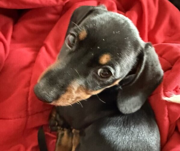 Medium Photo #3 Dachshund Puppy For Sale in AUSTIN, TX, USA