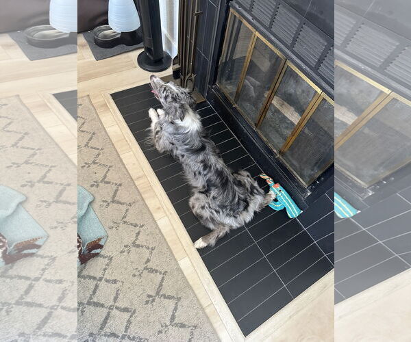 Medium Photo #2 Australian Shepherd Puppy For Sale in Dallas, TX, USA