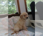 Small #12 Golden Retriever