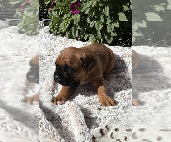 Medium Photo #3 Boxer Puppy For Sale in JOHNSON, NE, USA