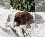 Creed - Male Boxer Puppy for Sale - Photo #3