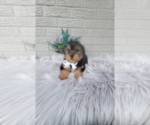 Yorkshire Terrier Puppy for sale in INDIANAPOLIS, IN, USA