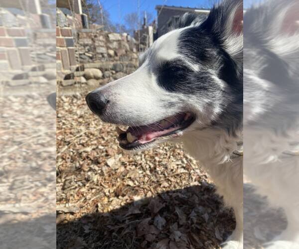Medium Photo #3 Collie-Unknown Mix Puppy For Sale in St. Cloud, MN, USA