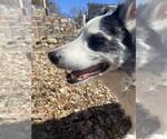 Small #2 Collie Mix