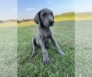 Great Dane Puppy for sale in EDMONTON, KY, USA