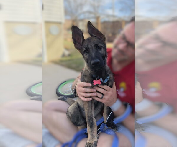 Medium Photo #15 German Shepherd Dog Puppy For Sale in Gretna, NE, USA