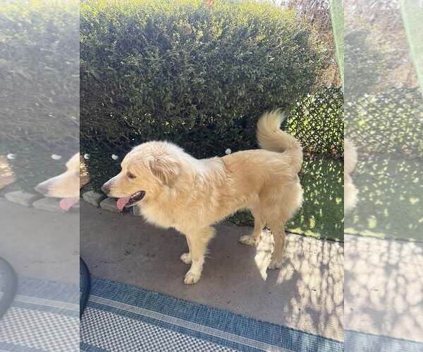 Medium Photo #5 Great Pyrenees Puppy For Sale in Dallas, TX, USA