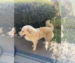 Small #4 Great Pyrenees