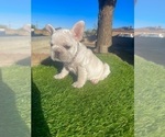 Small #12 French Bulldog