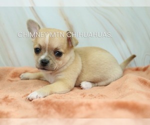 Chihuahua Puppy for Sale in MUSKOGEE, Oklahoma USA