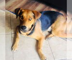 Small #6 Labrador Retriever Mix