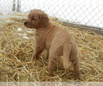Small Photo #5 Golden Retriever Puppy For Sale in LANCASTER, WI, USA