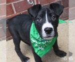 Small #4 Labrador Retriever Mix
