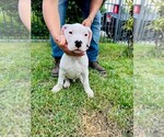 Small Photo #9 Dogo Argentino Puppy For Sale in MIAMI, FL, USA