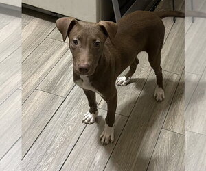 Parker - Male Chocolate Labrador retriever-Whippet Mix Dog for Adoption - Photo #4