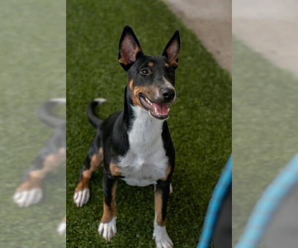 Medium Photo #2 Bull Terrier-Unknown Mix Puppy For Sale in Baytown, TX, USA