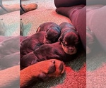 Small Photo #4 Rottweiler Puppy For Sale in YUCAIPA, CA, USA