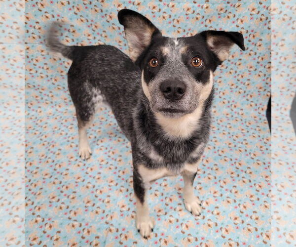 Medium Photo #11 Mutt Puppy For Sale in FAIRLAWN, OH, USA