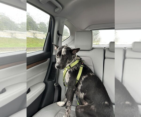 Medium Photo #2 Mutt Puppy For Sale in Candler, NC, USA
