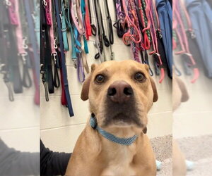 Labrador Retriever-Unknown Mix Dogs for adoption in Brighton, CO, USA