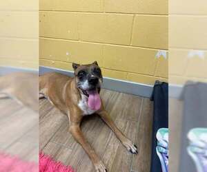 Boxer-Unknown Mix Dogs for adoption in Rowlett, TX, USA