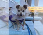 Small #2 Chihuahua Mix