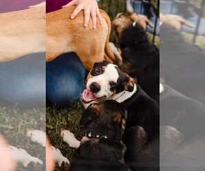 American Pit Bull Terrier-Treeing Walker Coonhound Mix Dogs for adoption in Forest, VA, USA