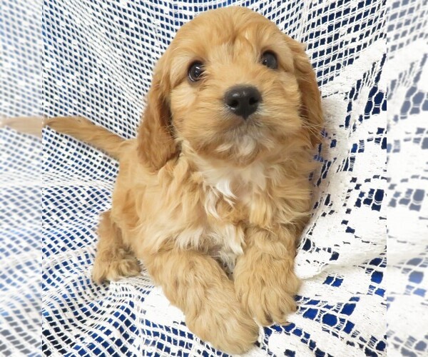 Medium Photo #3 Cavapoo Puppy For Sale in NORWOOD, MO, USA
