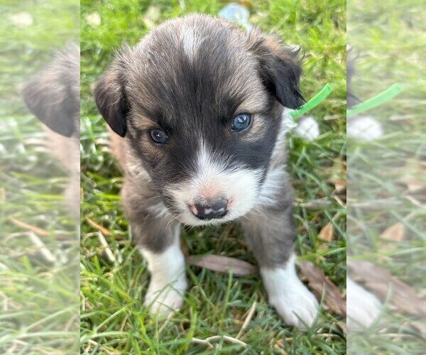 Medium Photo #3 Border Collie Puppy For Sale in MESA, WA, USA