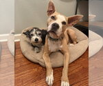 Small #5 American Staffordshire Terrier Mix