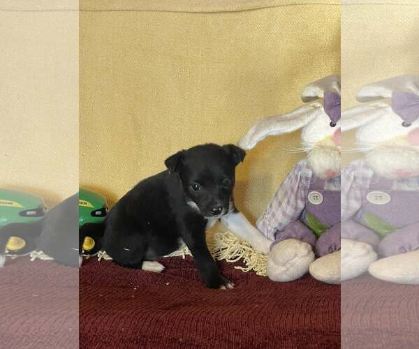 Medium Photo #1 Mutt Puppy For Sale in HOPKINSVILLE/PRINCETON, KY, NH, USA