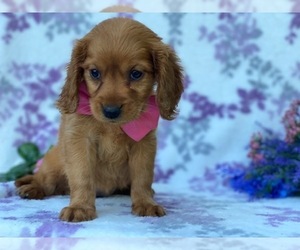 Golden Retriever Puppy for sale in LANCASTER, PA, USA