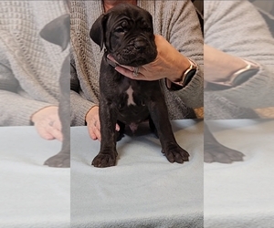 Cane Corso Puppy for sale in CAMBY, IN, USA