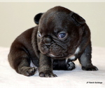Puppy Luna French Bulldog