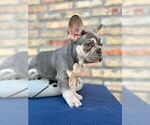 Small #7 French Bulldog