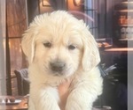 Small #28 English Cream Golden Retriever
