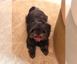 Small Shih Tzu Mix