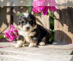 Puppy Charlotte Miniature Bernedoodle