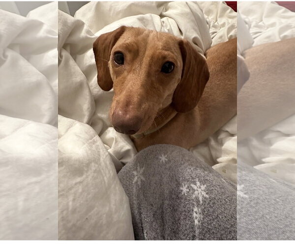 Medium Photo #3  Puppy For Sale in , 