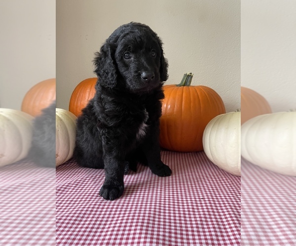 Medium Photo #21 Golden Mountain Doodle  Puppy For Sale in FORT SMITH, AR, USA