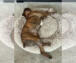 Small #3 Boxer