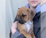 Small Photo #5 Puggle Puppy For Sale in DILLWYN, VA, USA