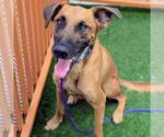 LINCOLN - Male Mutt Dog for Adoption - Small photo